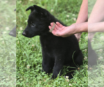 Puppy Grey German Shepherd Dog