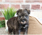 Small #4 Schnauzer (Miniature)