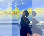 Small Photo #19 Portuguese Water Dog Puppy For Sale in REXBURG, ID, USA