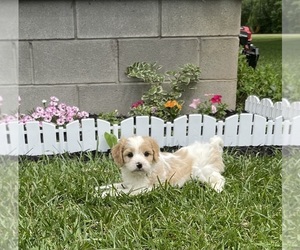 Cavachon Puppy for Sale in MOUNT PLEASANT, Michigan USA