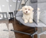 Small Photo #9 Havanese Puppy For Sale in DURHAM, CT, USA