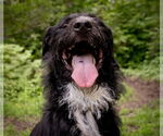 Small #7 Poodle (Standard) Mix