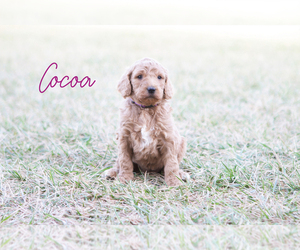 Poodle (Standard) Puppy for sale in CONNERSVILLE, IN, USA