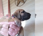 Small Photo #5 Irish Dane Puppy For Sale in BURLESON, TX, USA