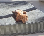 Small Photo #46 Dachshund Puppy For Sale in SAINT CLOUD, FL, USA