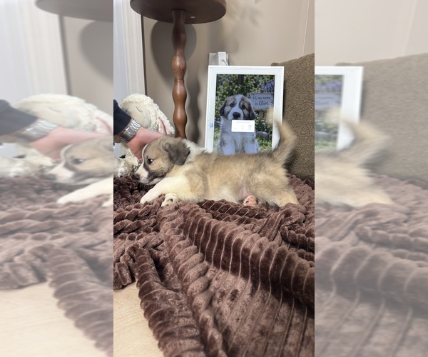 Medium Photo #72 Aussie Pyrenees Puppy For Sale in LEXINGTON, SC, USA