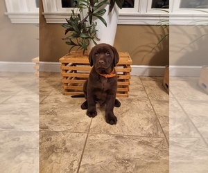 Labrador Retriever Puppy for sale in MILLERSBURG, OH, USA
