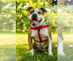 Small #3 American Staffordshire Terrier