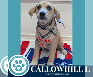 Australian Shepherd-Unknown Mix Dogs for adoption in Kimberton, PA, USA