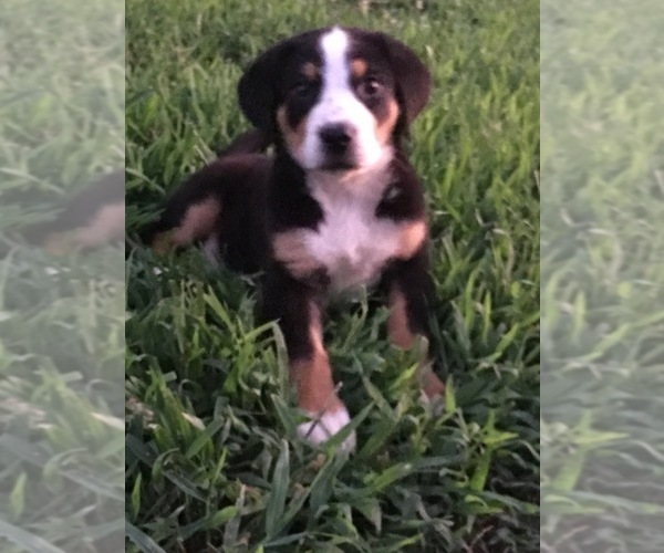 Medium Photo #2 Greater Swiss Mountain Dog Puppy For Sale in CLINTON, AR, USA
