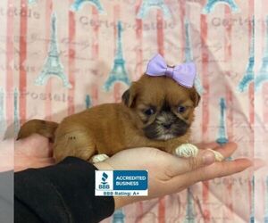 Shih Tzu Puppy for sale in WINNSBORO, LA, USA