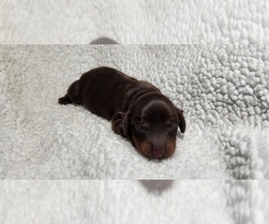 Dachshund Puppy for sale in AIKEN, SC, USA
