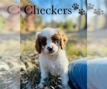 Small Photo #5 Cavapoo Puppy For Sale in MURFREESBORO, TN, USA