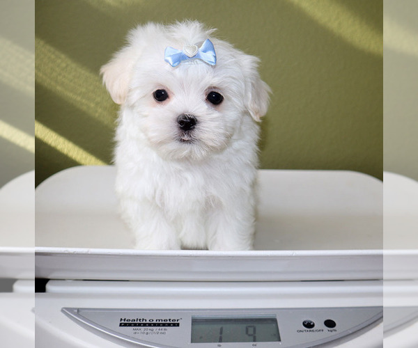Medium Photo #5 Maltese Puppy For Sale in LOS ANGELES, CA, USA