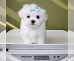 Small #4 Maltese