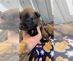 Small Photo #95 Belgian Malinois Puppy For Sale in REESEVILLE, WI, USA
