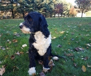 Father of the Bernese Mountain Dog-Portuguese Water Dog Mix puppies born on 12/26/2022
