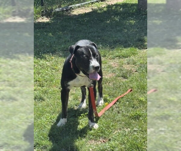 Medium Photo #2 American Pit Bull Terrier Puppy For Sale in Derwood, MD, USA
