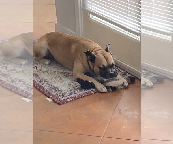 Medium Photo #7 Boxer Puppy For Sale in The Woodlands, TX, USA
