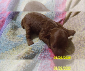 Poodle (Toy) Puppy for sale in DULUTH, GA, USA