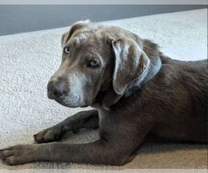 Mother of the Labrador Retriever puppies born on 05/29/2025