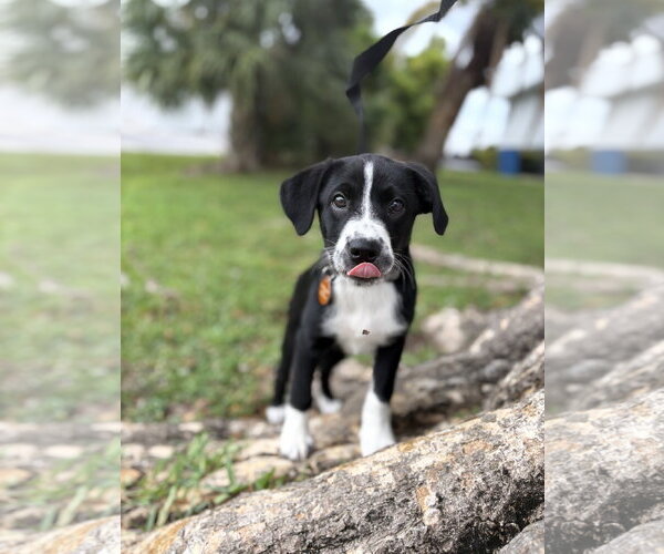 Medium Photo #2 Labrador Retriever-Unknown Mix Puppy For Sale in Royal Palm Beach, FL, USA