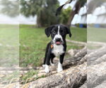 Small #1 Labrador Retriever Mix