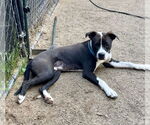 Small #28 American Pit Bull Terrier-Beagle Mix