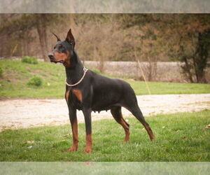 Mother of the Doberman Pinscher puppies born on 04/14/2026
