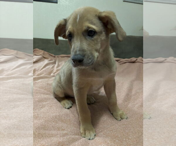 Medium Photo #4 Shepradors Puppy For Sale in McKinney, TX, USA