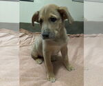 Small #3 Shepradors