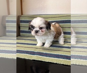 Shih Tzu Puppy for sale in S ZANESVILLE, OH, USA