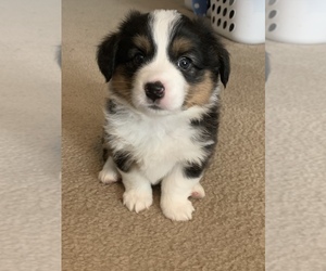 Aussie-Corgi Puppy for sale in SELMA, TX, USA