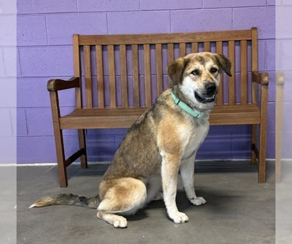 Medium Photo #2 Mutt Puppy For Sale in Genesee, WI, USA