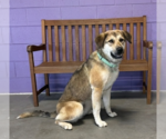 Small #1 Mutt