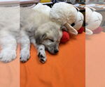 Small #5 Great Pyrenees Mix