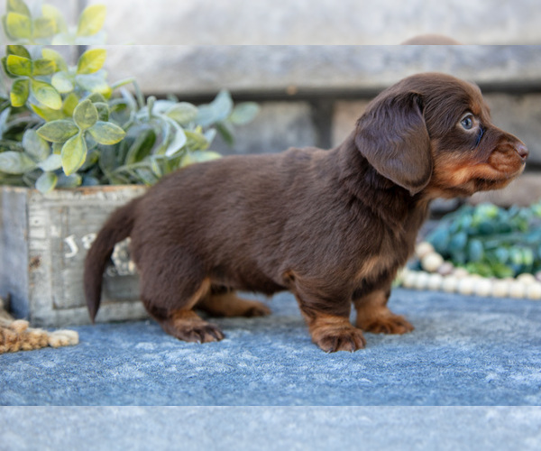 Medium Photo #2 Dachshund Puppy For Sale in SUGARCREEK, OH, USA