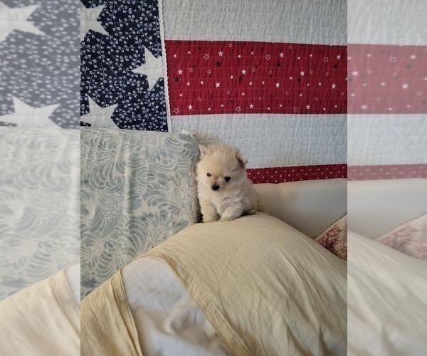 Medium Photo #7 Pomeranian Puppy For Sale in CHEYENNE, WY, USA