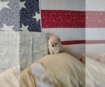 Small Photo #7 Pomeranian Puppy For Sale in CHEYENNE, WY, USA
