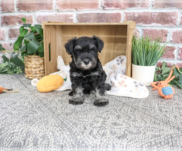 Medium Photo #3 Schnauzer (Miniature) Puppy For Sale in SYRACUSE, IN, USA