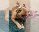 Small #3 Labrador Retriever Mix