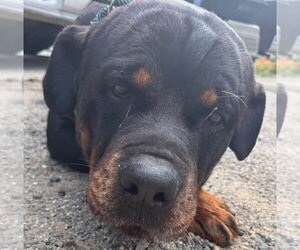 Moose - Male Rottweiler Dog for Adoption - Photo #3