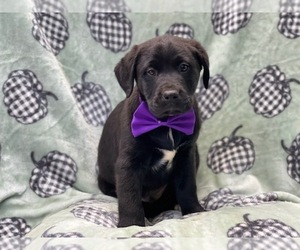 Labrador Retriever-Unknown Mix Puppy for sale in LAKELAND, FL, USA