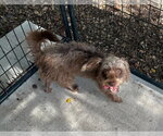 Small #2 Mutt