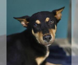 Miniature Pinscher-Unknown Mix Dogs for adoption in San Antonio, TX, USA