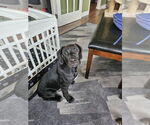 Small Lab-Pointer