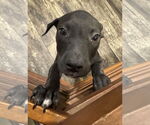 Small #1 Bulldog Mix