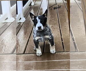 Mutt Dogs for adoption in Garden City, NY, USA