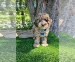 Small #2 Poodle (Toy)