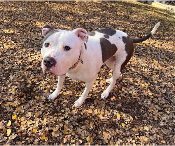 Medium Photo #2 Mutt Puppy For Sale in Plano, TX, USA